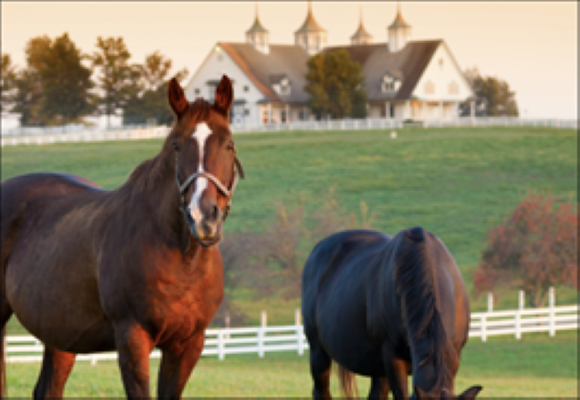 Equestrian Homes